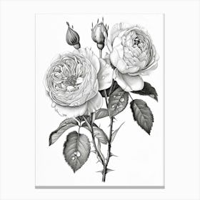 Roses Sketch 50 Canvas Print
