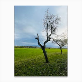 Tree In The Field 1 Canvas Print