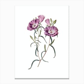 Vintage Purple Chilian Primrose Botanical Illustration on Pure White Canvas Print