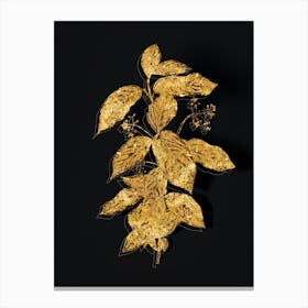 Vintage Broadleaf Spindle Botanical in Gold on Black n.0396 Canvas Print