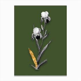 Vintage Elder Scented Iris Black and White Gold Leaf Floral Art on Olive Green n.0453 Canvas Print