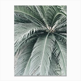 Palm Tree Canvas Print