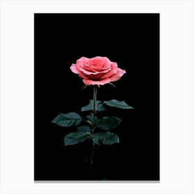 Pink Rose On Black Background 57 Canvas Print