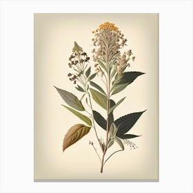 Boneset Spices And Herbs Retro Drawing 2 Canvas Print