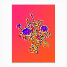 Neon Dwarf Rosebush Botanical in Hot Pink and Electric Blue n.0517 Canvas Print