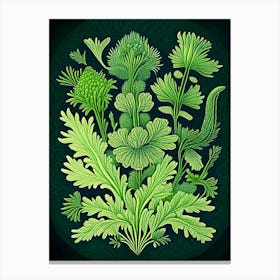 Club Moss Wildflower Vintage Botanical 2 Canvas Print