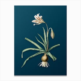 Vintage Amaryllis Broussonetii Botanical Art on Teal Blue Canvas Print