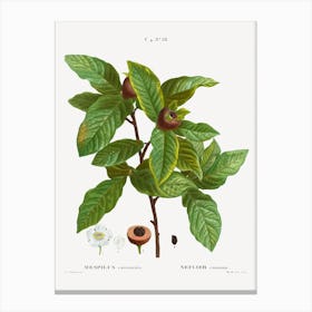 Medlar, Pierre Joseph Redoute Canvas Print