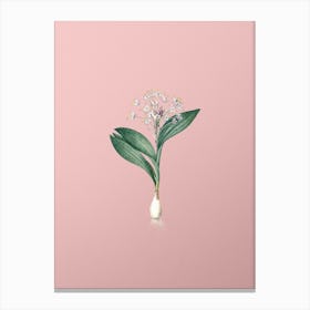 Vintage Pygmy Hyacinth Botanical on Soft Pink n.0944 Canvas Print