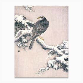 Goshawk On Snow Covered Pine Bough, Ohara Koson Canvas Print