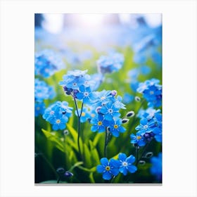 Forget Me Not In Grasslands (1) Canvas Print
