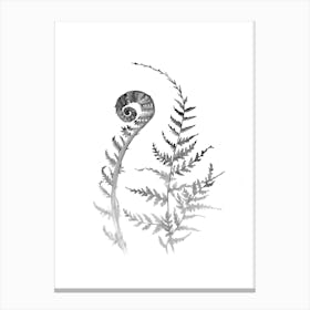 Black and White Young Fern B Canvas Print