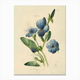 Blue Flowers Botanical Vintage Farmhouse Canvas Print