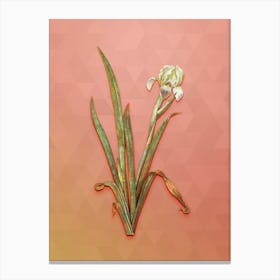 Vintage Crimean Iris Botanical Art on Peach Pink n.1940 Canvas Print