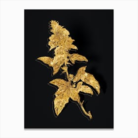 Vintage Tree Mallow Botanical in Gold on Black n.0395 Canvas Print