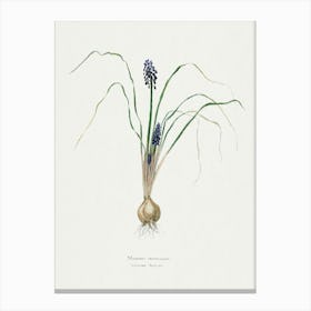 Hyacinth, Familie Der Cacteen Canvas Print