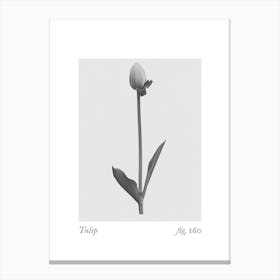 Tulip Botanical Collage 3 Canvas Print