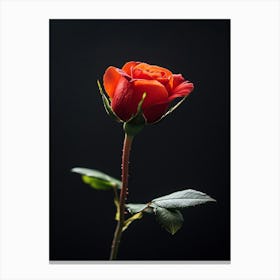 Single Red Rose Isolated On Black Background 6 Canvas Print