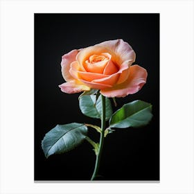 Single Rose Isolated On Black Background 4 Canvas Print