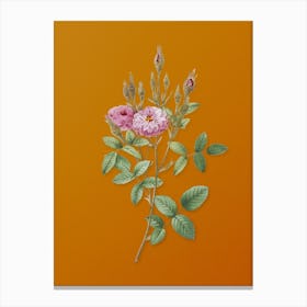 Vintage Mossy Pompon Rose Botanical on Sunset Orange n.0572 Canvas Print