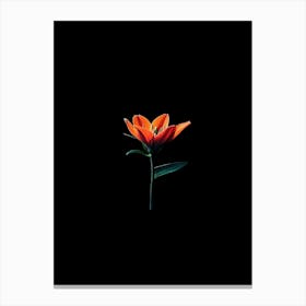 Tulip 4 Canvas Print