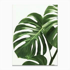 Monstera Leaf Canvas Print