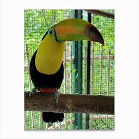 Toucan Canvas Print