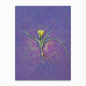 Vintage Ixia Recurva Botanical Illustration on Veri Peri n.0098 Canvas Print