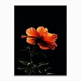 Hibiscus Flower 2 Canvas Print