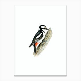 Vintage Great Spotted Woodpecker Female Bird Illustration on Pure White Canvas Print