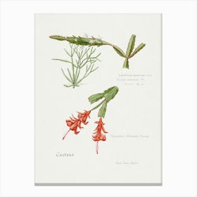 Rhipsalis, Familie Der Cacteen Canvas Print