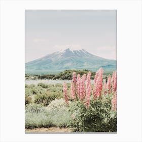 Pink Mountain Lupine Flowers Canvas Print
