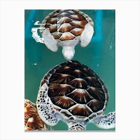 Sea Turtles Canvas Print