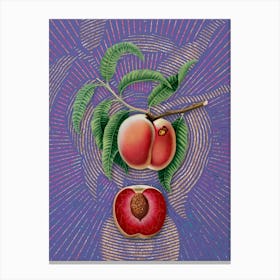 Vintage Carrot Peach Botanical Illustration on Veri Peri n.0334 Canvas Print