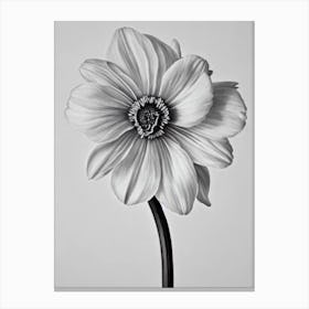 Daffodils B&W Pencil 3 Flower Canvas Print