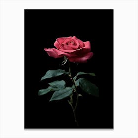 Single Rose On Black Background 54 Canvas Print