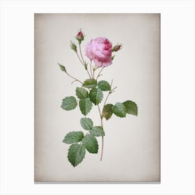Vintage Provence Rose Botanical on Parchment n.0785 Canvas Print