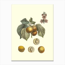 Apricots 3 Canvas Print