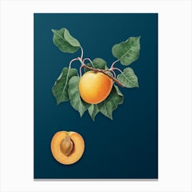 Vintage German Apricot Botanical Art on Teal Blue n.0803 Canvas Print