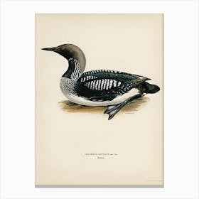 Black Throated Loon, The Von Wright Brothers 1 Canvas Print