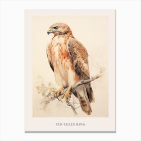 Vintage Bird Drawing Red Tailed Hawk 1 Poster Canvas Print