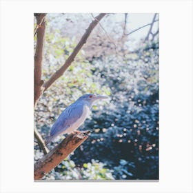 Blue Heron 1 Canvas Print