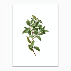 Vintage Evergreen Oak Botanical Illustration on Pure White n.0947 Canvas Print