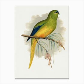 Parrot 10 Canvas Print