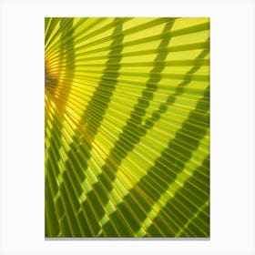 Green palm leaf and shadows Canvas Print