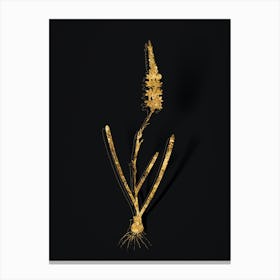 Vintage Ixia Cepacea Botanical in Gold on Black n.0549 Canvas Print