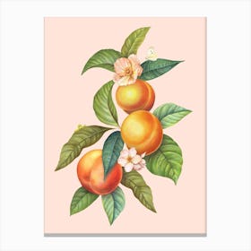 Peaches Canvas Print