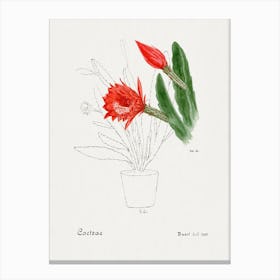 Orchid Cactus, Familie Der Cacteen Canvas Print