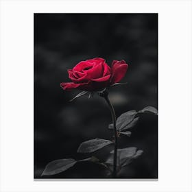 Dark Rose 2 Canvas Print