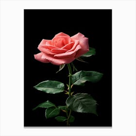 Pink Rose On Black Background 61 Canvas Print